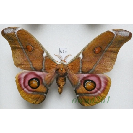 Antherina suraka (Boisduval, 1833) male ex. ovo Madagascar 99mm61a